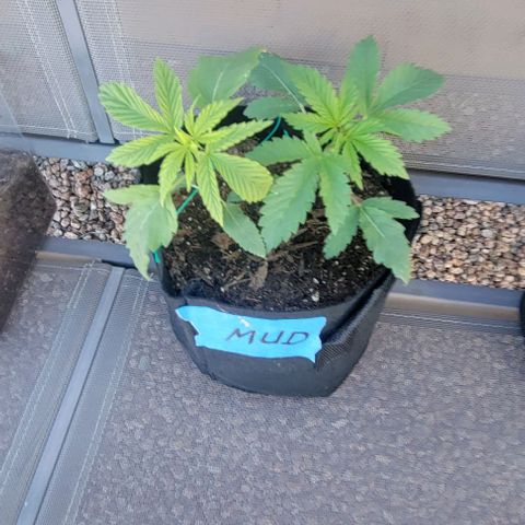 GREAT UNKNOWN  growlog timeline photo