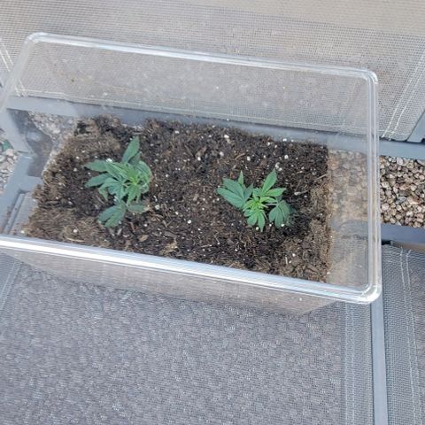 GREAT UNKNOWN  growlog timeline photo