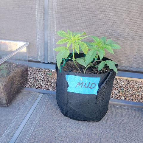 GREAT UNKNOWN  growlog timeline photo