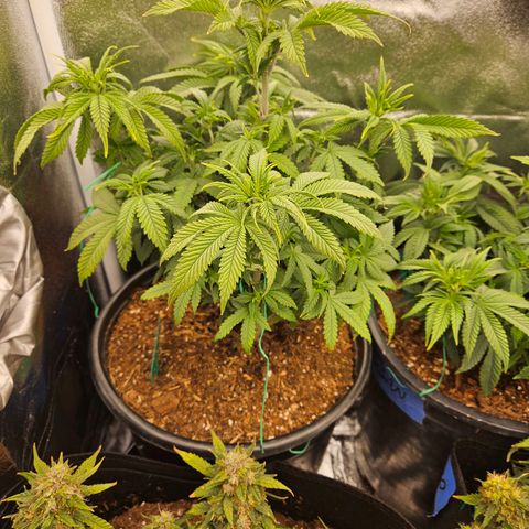 Shango church growlog photo: Before and after trim