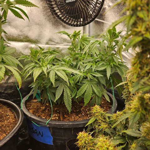 Shango church growlog photo: Before and after trim