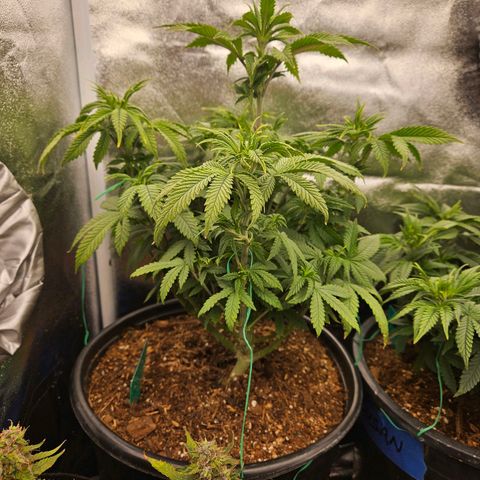 Shango church growlog photo: Before and after trim