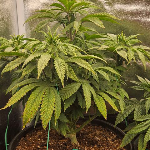 Shango church growlog photo: Before and after trim
