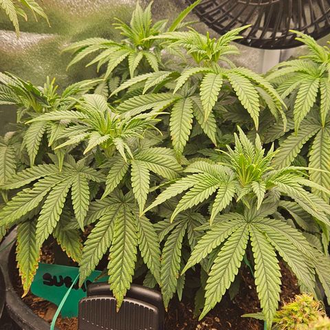 Shango church growlog photo: Before and after trim