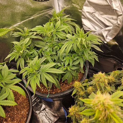 Shango church growlog photo: Before and after trim