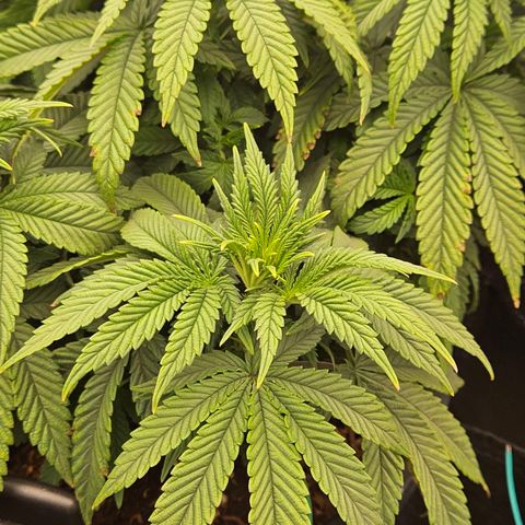 Shango church growlog photo: Before and after trim