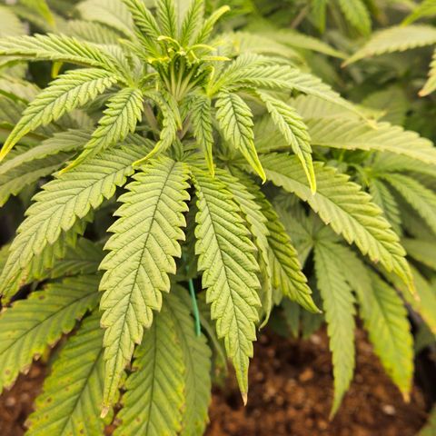 Shango church growlog photo: Before and after trim