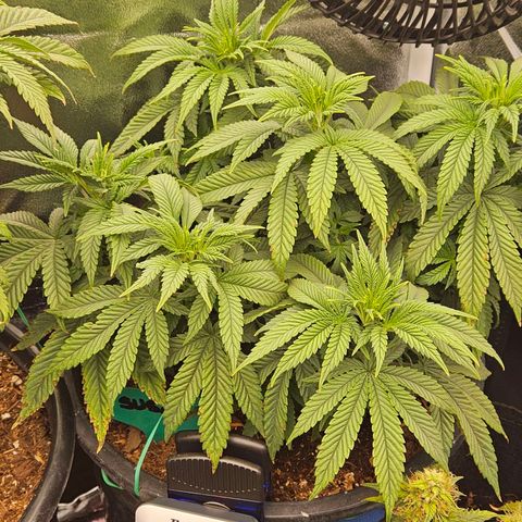 Shango church growlog photo: Before and after trim