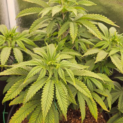 Shango church growlog photo: Before and after trim