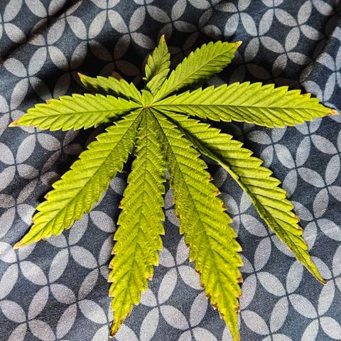Shango church growlog timeline photo