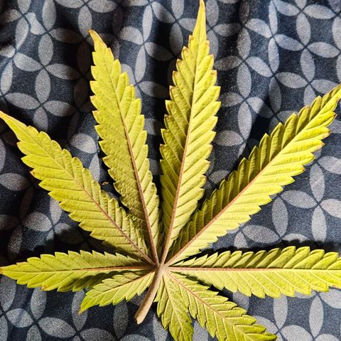 Shango church growlog timeline photo