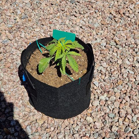 GREAT UNKNOWN  growlog timeline photo