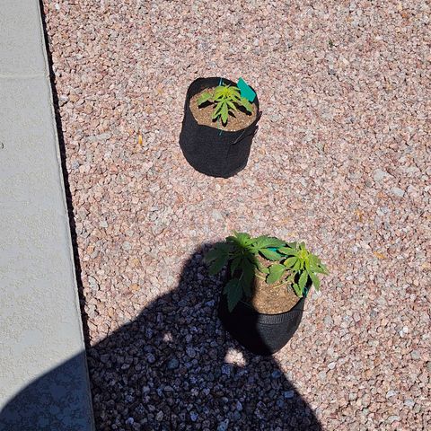 GREAT UNKNOWN  growlog timeline photo