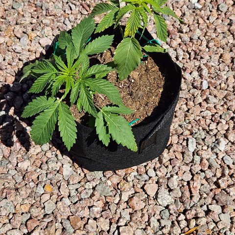 GREAT UNKNOWN  growlog timeline photo