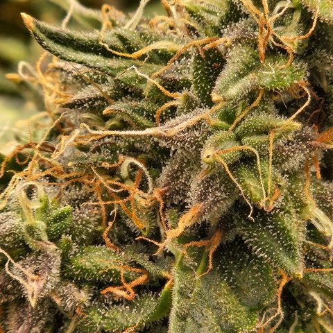 Chocolate mints og auto growlog timeline photo