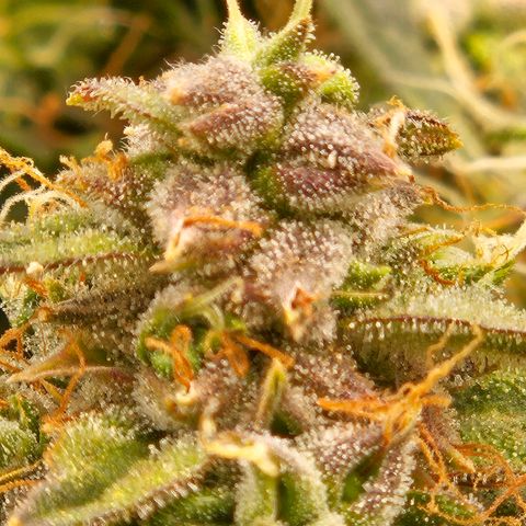 Chocolate mints og auto growlog timeline photo