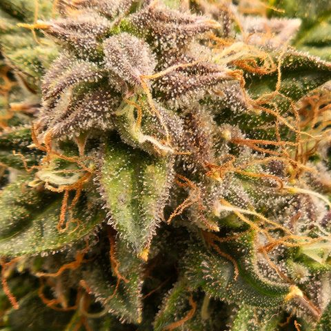 Chocolate mints og auto growlog timeline photo
