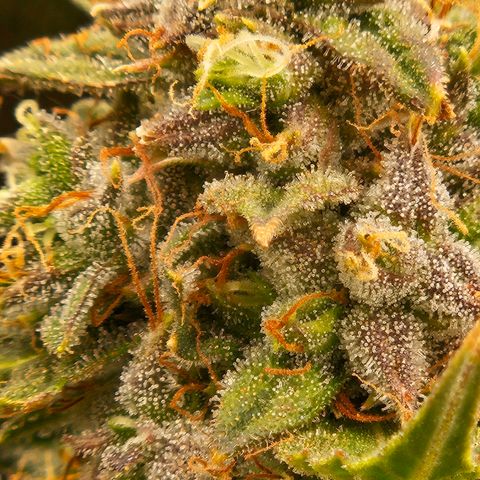 Chocolate mints og auto growlog timeline photo