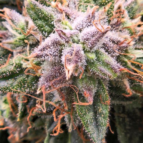 Chocolate mints og auto growlog timeline photo