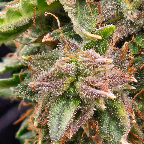Chocolate mints og auto growlog timeline photo