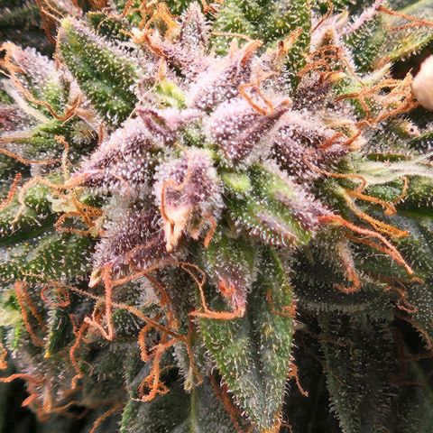 Chocolate mints og auto growlog timeline photo