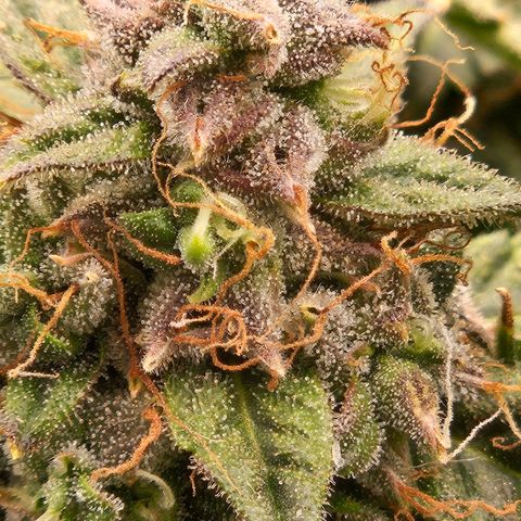 Chocolate mints og auto growlog timeline photo