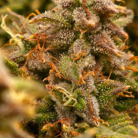 Chocolate mints og auto growlog timeline photo