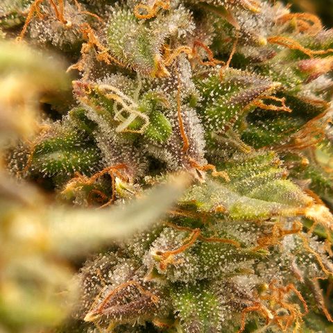 Chocolate mints og auto growlog timeline photo