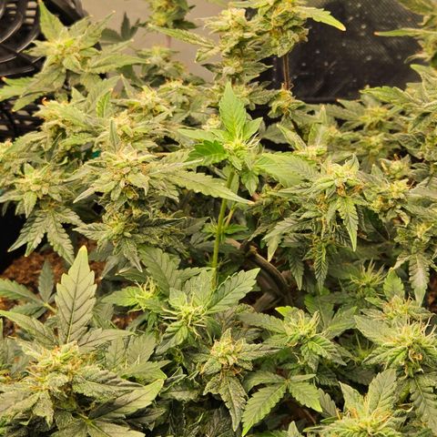 Chocolate mints og auto growlog timeline photo