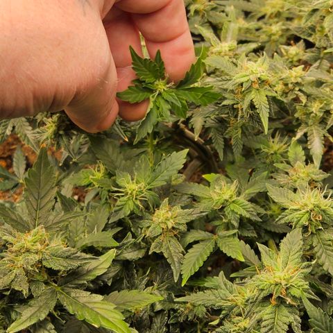 Chocolate mints og auto growlog timeline photo