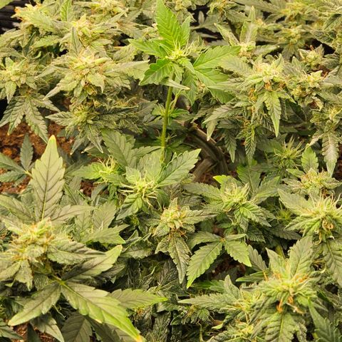 Chocolate mints og auto growlog timeline photo