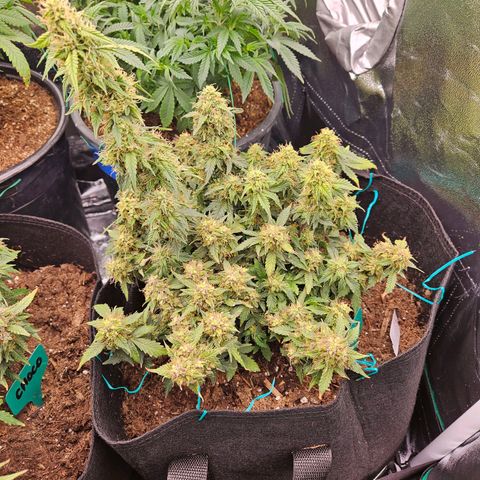 Chocolate mints og auto growlog timeline photo