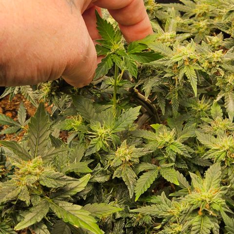Chocolate mints og auto growlog timeline photo