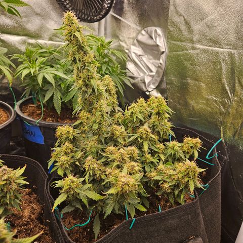 Chocolate mints og auto growlog timeline photo