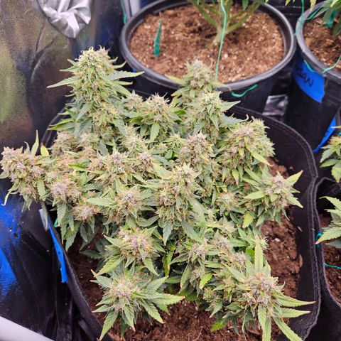 Chocolate mints og auto growlog timeline photo