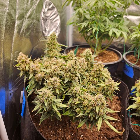 Chocolate mints og auto growlog timeline photo
