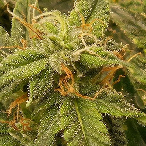 Chocolate mints og auto growlog timeline photo