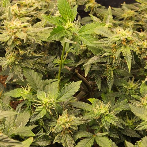 Chocolate mints og auto growlog timeline photo