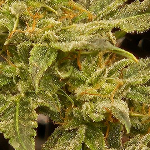 Chocolate mints og auto growlog timeline photo