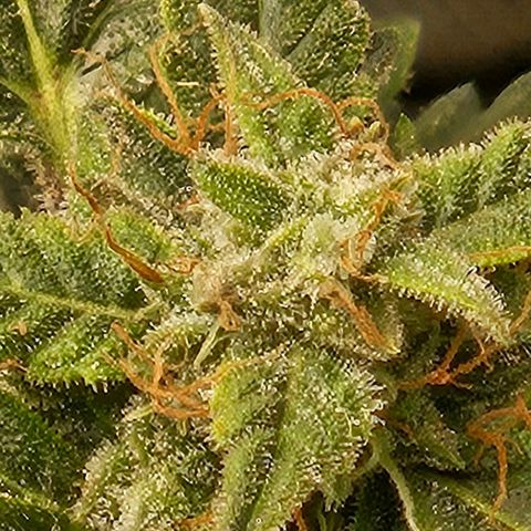Chocolate mints og auto growlog timeline photo