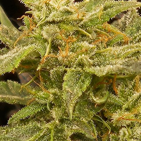 Chocolate mints og auto growlog timeline photo
