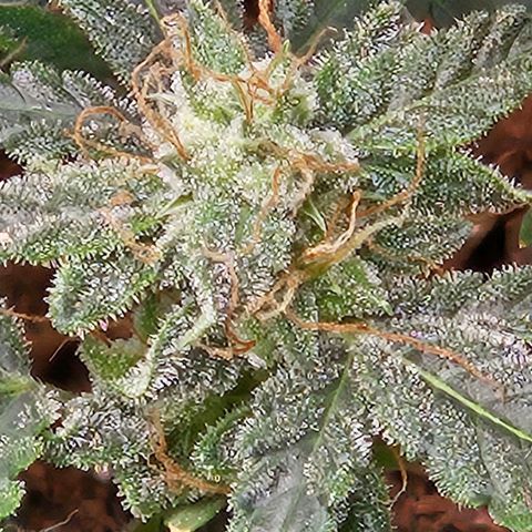 Chocolate mints og auto growlog timeline photo