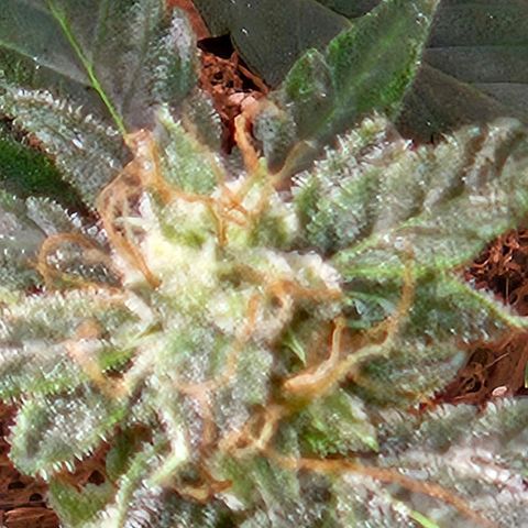 Chocolate mints og auto growlog timeline photo