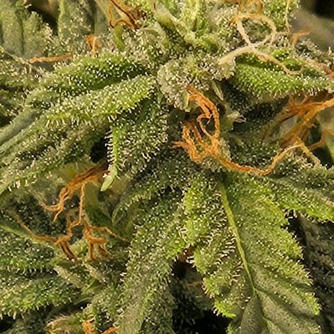 Chocolate mints og auto growlog timeline photo