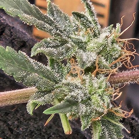 Chocolate mints og auto growlog timeline photo