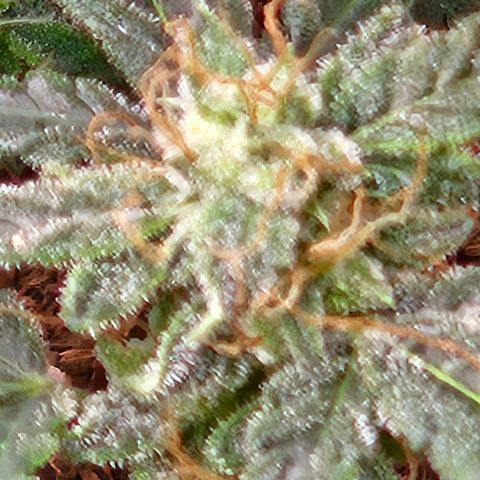 Chocolate mints og auto growlog timeline photo