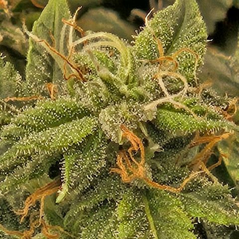 Chocolate mints og auto growlog timeline photo