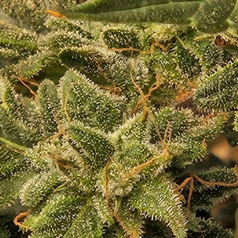 Chocolate mints og auto growlog timeline photo