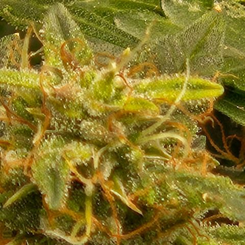 Chocolate mints og auto growlog timeline photo