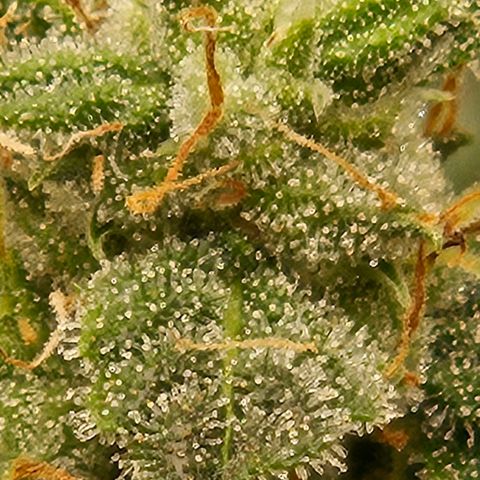 Chocolate mints og auto growlog timeline photo